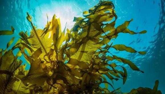 «Супер-водоросли» производят натуральные целебные соединения и лекарства из моря