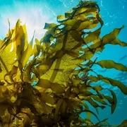 «Супер-водоросли» производят натуральные целебные соединения и лекарства из моря